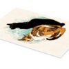 Poster Gatti Steinlen Decorazione Pareti Carta Premium
